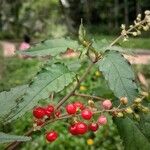 Rivina humilis Fruit