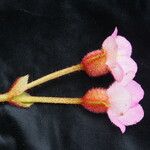 Begonia picta Агульны выгляд