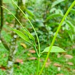 Passiflora ambigua خشب