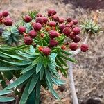 Euphorbia piscatoria Fruit