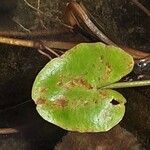 Nymphoides peltata Blad