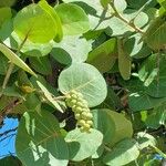 Coccoloba uvifera Feuille