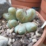 Conophytum velutinum Leaf