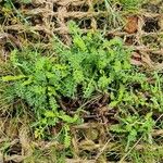 Anthemis maritima Blatt