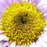 Erigeron multiradiatus Flower