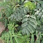 Melianthus major 葉