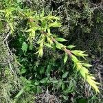 Melaleuca styphelioides Leaf