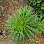 Echium pininana Fuelha