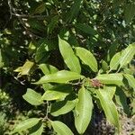 Agarista salicifolia Листок
