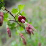 Ribes roezlii Fruit