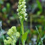 Platanthera hyperborea Floare