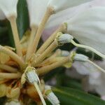 Rhododendron yakushimanum Fruit