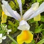 Iris orientalis Flower