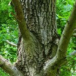 Quercus × rosacea Bark