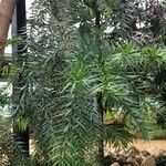 Araucaria angustifolia Hábito