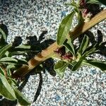 Amaranthus blitoides Cortiza