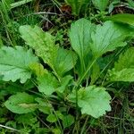 Senecio doria Leaf