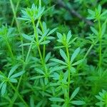 Galium murale Feuille