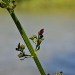 Scrophularia oblongifolia Flower