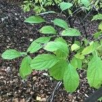 Cornus racemosa Blatt