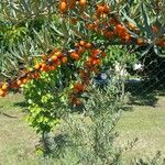 Hippophae rhamnoides Fruit