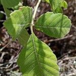 Allophylus rubifolius Leaf