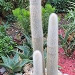 Cleistocactus strausii Frunză