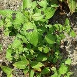 Persicaria virginiana Hábito