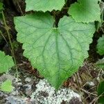 Lophospermum erubescens 葉