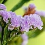 Limonium sinuatum Flower