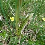 Dactylorhiza maculata Лист