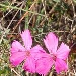 Dianthus balbisii Kvet