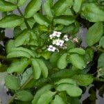 Nasturtium officinale Flor