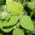 Croton hirtus Blad