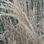 Miscanthus sinensis Likasa
