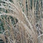 Miscanthus sinensis Blad