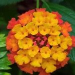 Lantana camaraŽiedas