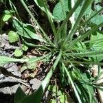 Plantago argentea Fulla