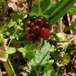 Rubus trivialis ഫലം