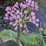 Adenostyles alpina Fula