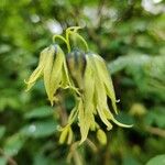 Decaisnea insignis Flower