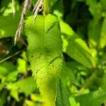 Chelone obliqua List