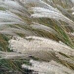 Miscanthus sinensis Flower