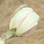 Malvella leprosa Flower