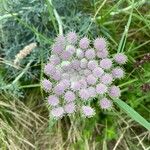 Seseli gummiferum 花