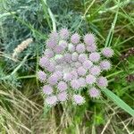 Seseli gummiferum Flower