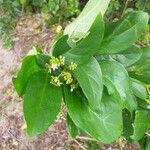 Premna serratifolia Лист