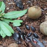 Manilkara staminodella Fruit