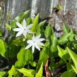 Jasminum multiflorum Folha