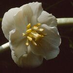 Podophyllum peltatum Flower